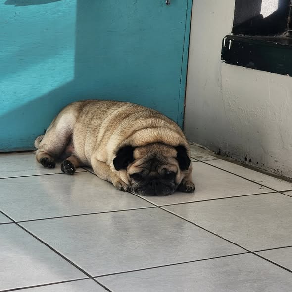 A pug lying in a patch of afternoon sun by the aqua door on the white tile floor of the salon