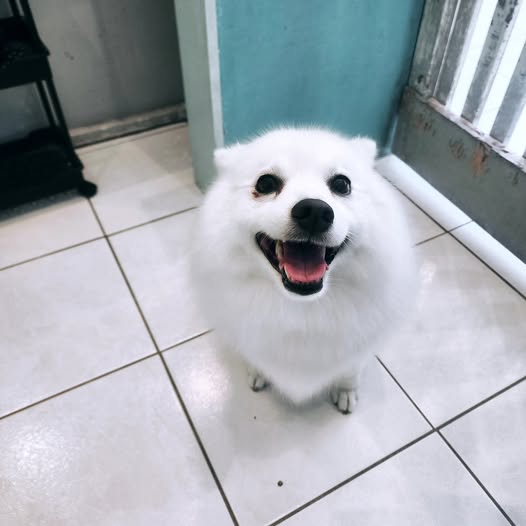 White Japanese Spitz grinning up at the camera beside the aqua wall
