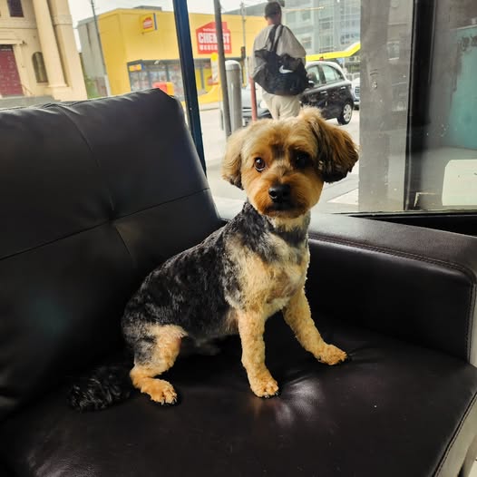 Freshly trimmed small dog sitting on the black leather bench in the shopfront window, Bridge Rd behind