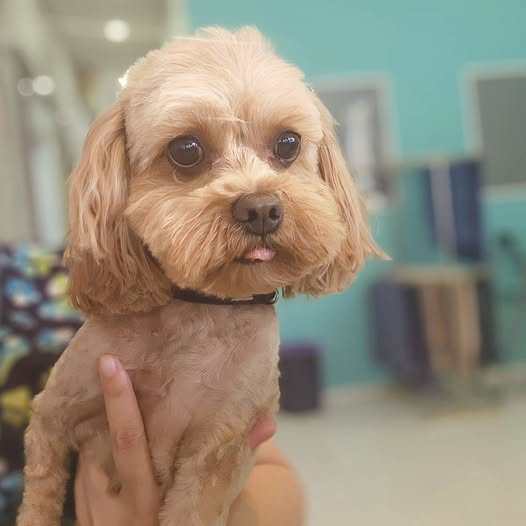Apricot cavoodle held up for its after-groom portrait, teal wall behind