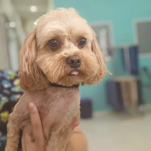 Apricot cavoodle held up for its after-groom portrait, teal wall behind