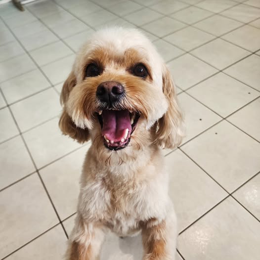 Apricot cavoodle grinning up at the camera on the white tile floor after a groom