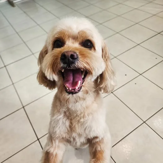 Apricot cavoodle grinning up at the camera on the white tile floor after a groom