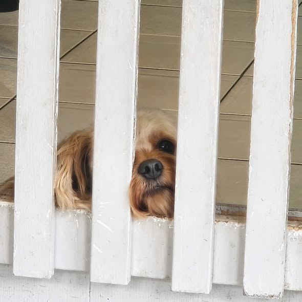 Cavoodle resting its face between the white picket gate slats