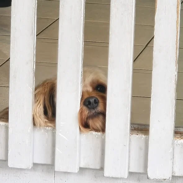 Cavoodle resting its face between the white picket gate slats