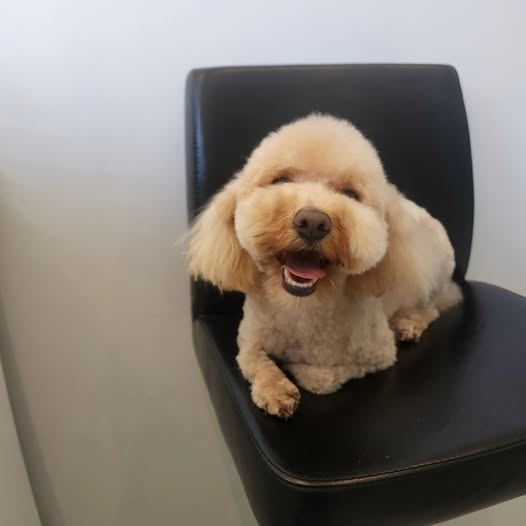 Toy poodle with a fresh round trim posing on the black grooming chair