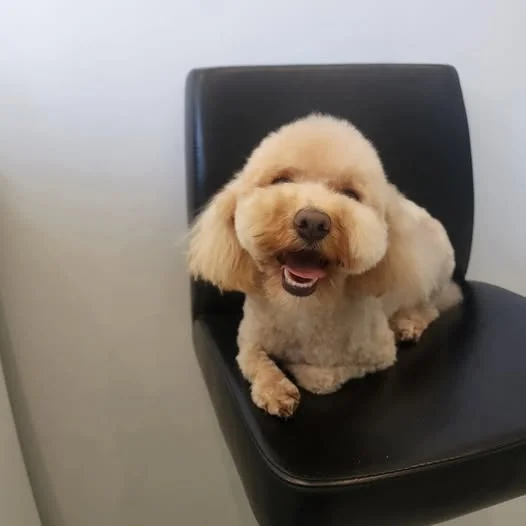 Toy poodle with a fresh round trim posing on the black grooming chair